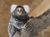 Bild 1 Wildpark Osterzgebirge Naturschutzschule in Geising