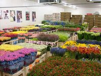 Bild 6 Chemnitzer Blumenring Einzelhandelsgesellschaft mbH in Freiberg