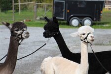 Bild 1 Bühlertal Alpakas - Bellapaca GbR in 74426