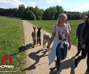 Bild 8 Alpaka-TEAM in Durchhausen
