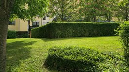 Bild 1 Volpe in Leonberg