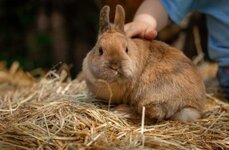 Bild 2 Belser in Berg