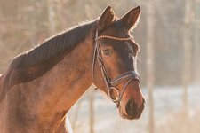 Bild 1 PferdeWert GbR in Stuttgart