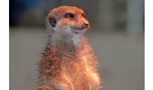 Kundenbild groß 8 Natur- und Tierpark Kerren, Stephan