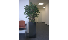 Kundenbild groß 4 Bella Planta Kunstpflanzen GmbH