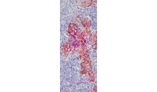 Kundenbild groß 4 Zentrum für Pathologie