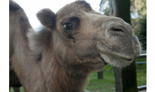 Kundenbild groß 3 Natur- und Tierpark Kerren, Stephan