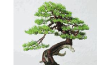 Kundenbild groß 1 Bonsai - Werkstatt Busch