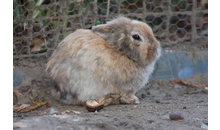 Kundenbild groß 4 Natur- und Tierpark Kerren, Stephan