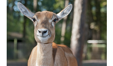 Kundenbild groß 6 Natur- und Tierpark Kerren, Stephan