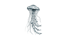 Kundenbild groß 3 Naturelines GbR