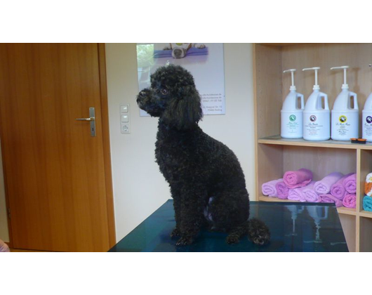 Kundenfoto 3 Hundesalon Ullis Hundeoase