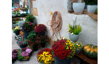 Kundenbild groß 8 Blumen und Schönes Naturnah