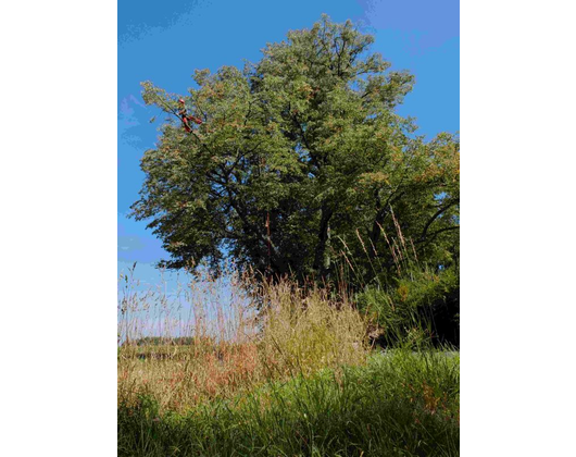 Kundenfoto 6 Lachmann Baumpflege
