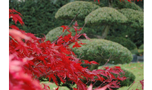 Kundenbild groß 3 Masloff Garten- und Landschaftspflege