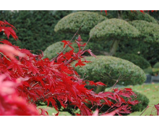 Kundenfoto 3 Masloff Garten- und Landschaftspflege