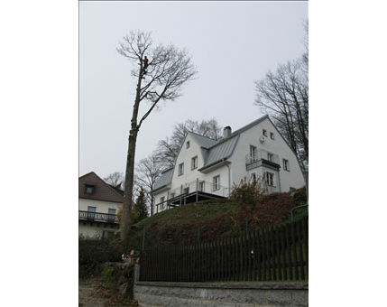 Kundenfoto 4 Lachmann Baumpflege
