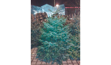 Kundenbild groß 2 Bayerwald Weihnachtsbaumverkauf