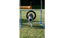 Kundenbild groß 1 Doggyschool-Hundeschule Inh. Daniela Endres Hundetrainerin