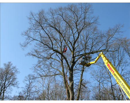 Kundenfoto 5 Lachmann Baumpflege