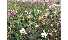 Kundenbild groß 4 Löwer grün erleben Blumen