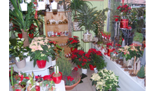 Kundenbild groß 6 Wölfel Blumenstube Elke