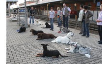 Kundenbild groß 2 Hundeschule Doggy School