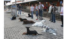 Kundenbild groß 2 Doggyschool-Hundeschule Inh. Daniela Endres Hundetrainerin