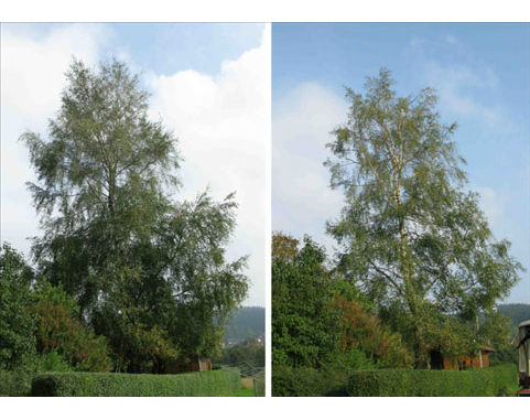 Kundenfoto 3 Lachmann Baumpflege