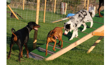 Kundenbild groß 4 Hundeschule Doggy School