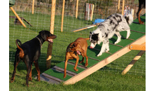 Kundenbild groß 4 Doggyschool-Hundeschule Inh. Daniela Endres Hundetrainerin