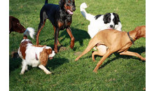 Kundenbild groß 5 Hundeschule Doggy School