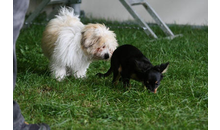 Kundenbild groß 3 Doggyschool-Hundeschule Inh. Daniela Endres Hundetrainerin