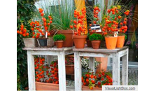Kundenbild groß 2 Blumenhaus am Espan