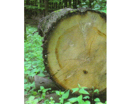 Kundenfoto 5 Weimer E.K. Zimmerei - Holzhandel