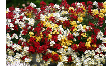 Kundenbild groß 3 Blumen Gammanick GbR