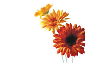 Kundenbild groß 7 Blumen Diezemann