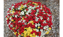 Kundenbild groß 2 Blumen Gammanick GbR