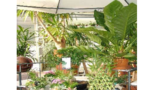 Kundenbild groß 2 Lange Blumengeschäft und Gärtnerei