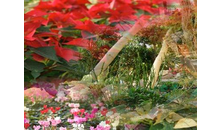 Kundenbild groß 4 Lange Blumengeschäft und Gärtnerei