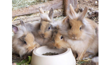 Kundenbild groß 4 Tierschutzverein Freiburg e.V. Tierheim und Tierpension