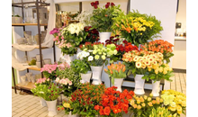 Kundenbild groß 1 Blumen Aymans - KORNBLUME - Landhandel und Floristik