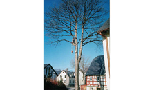 Kundenbild groß 2 Baumpflege & Baumfällung Bach GbR