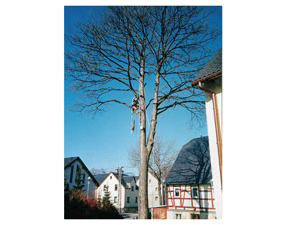 Kundenfoto 2 Baumpflege & Baumfällung Bach GbR