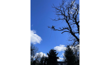 Kundenbild groß 1 Baumpflege Epple