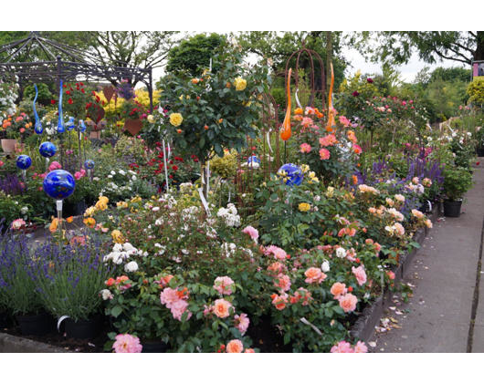 Kundenfoto 3 Garten Dittmann Baumschule