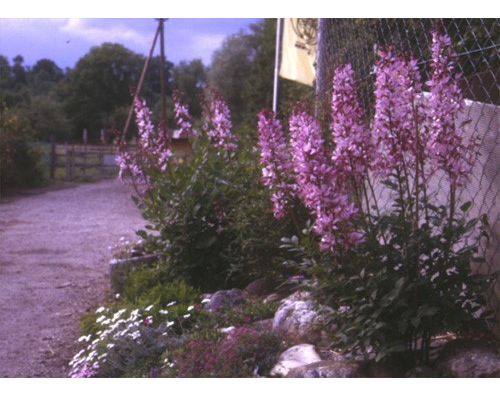 Kundenfoto 6 Schöllkopf Staudengärtnerei