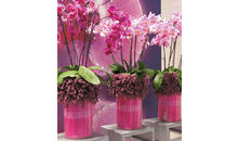 Kundenbild groß 4 Blumen Brehmer