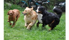 Kundenbild groß 5 Hundeschule family dogs