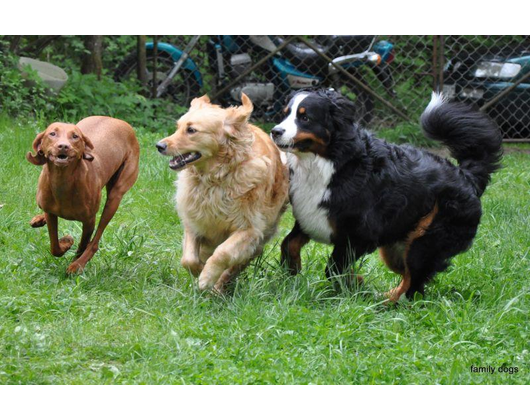 Kundenfoto 5 Hundeschule family dogs